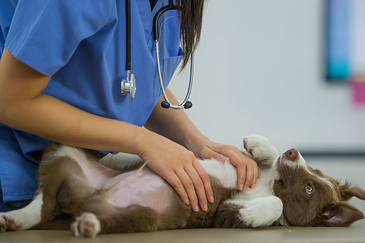 Dosage Recommendations for Toltrazuril in Pets