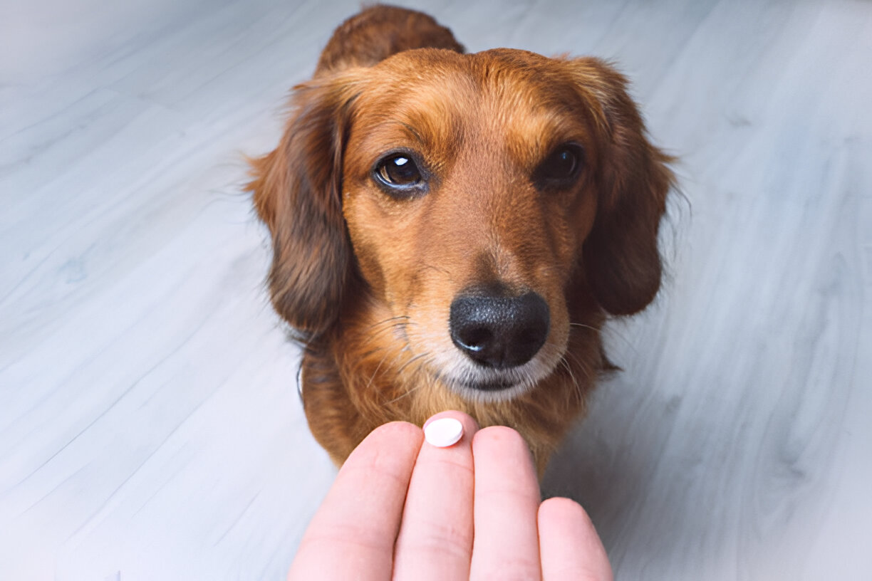 Toltrazuril vs. Traditional Treatments for Pets: A Comprehensive Comparison