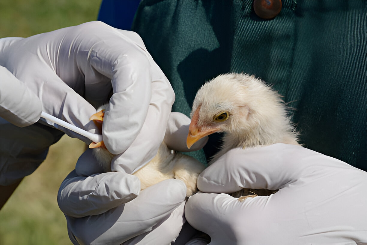 Unleash the Potential: Toltrazuril for Birds – A Comprehensive Analysis