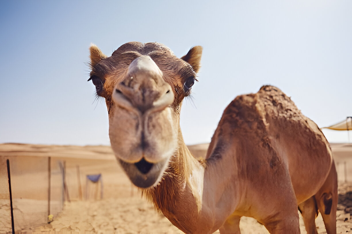 Camel Health: Toltrazuril—An Effective Well-being Solution
