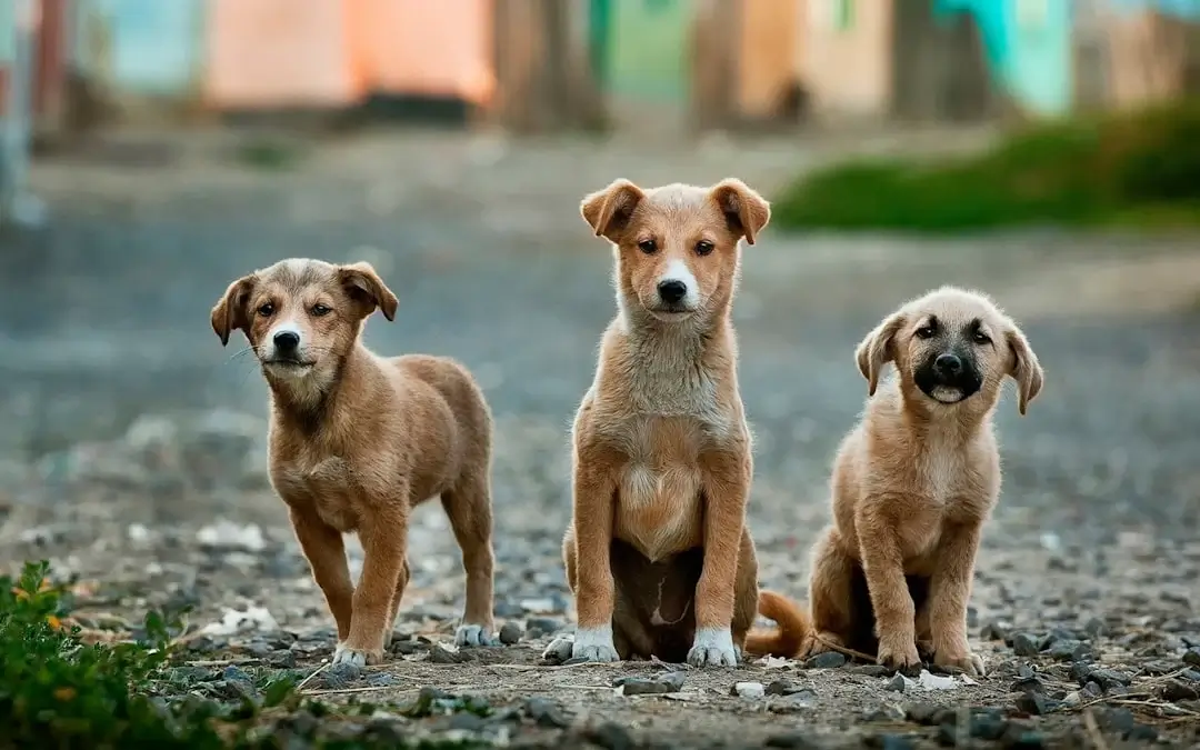A Beginner’s Guide to Toltrazuril for Pets