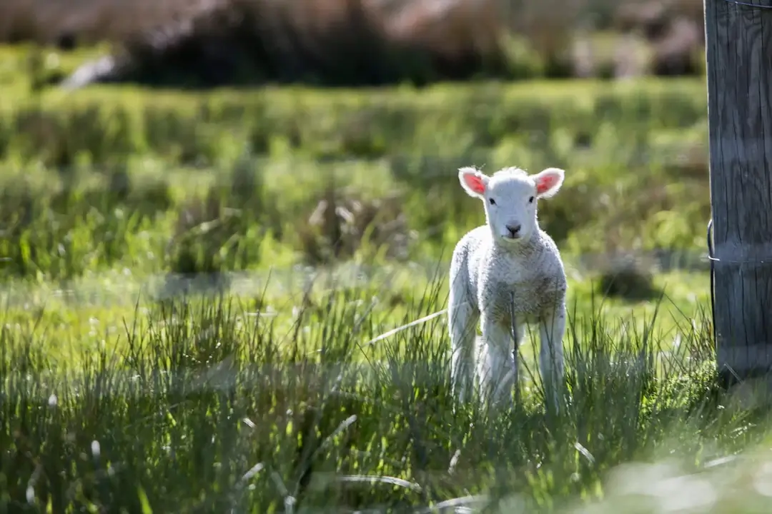 Dorper Sheep: Your Guide to Finding Quality Dorper Sheep for Sale