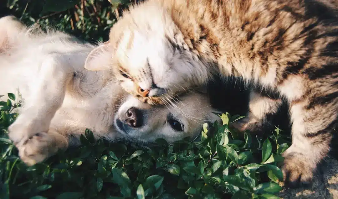 Incorporating Toltrazuril into Your Pet’s Routine for Health and Wellness