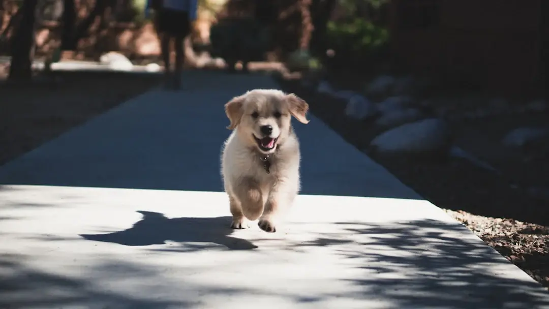 Toltrazuril Safety Measures for Pet Owners