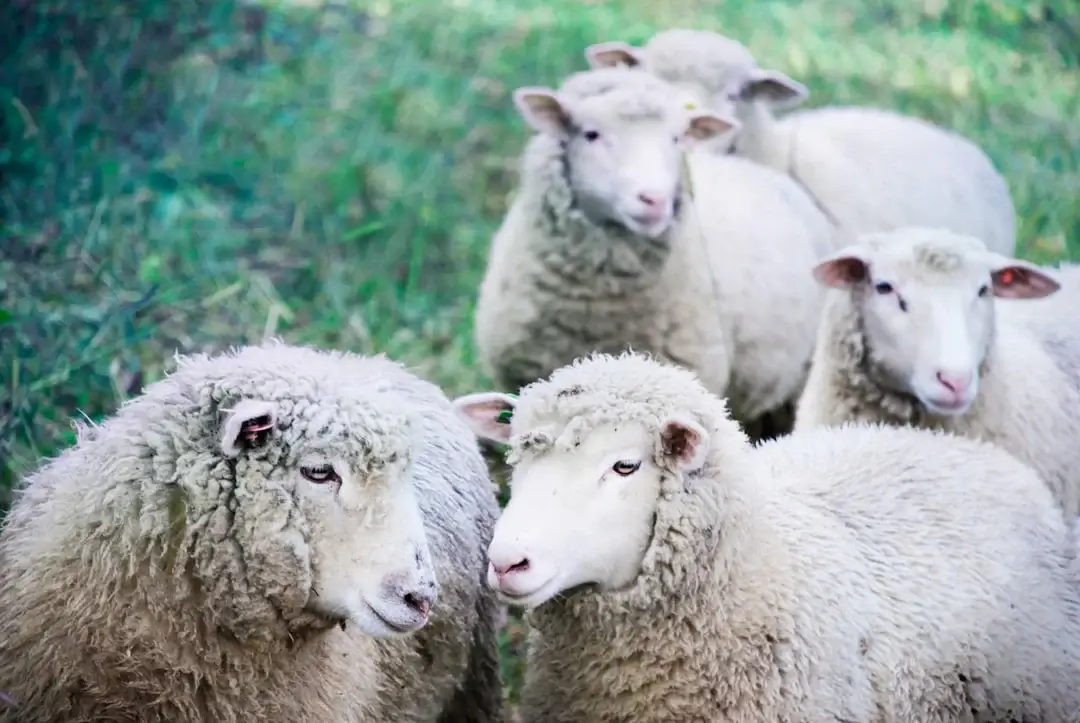 The Drawbacks of Raising Dorper Sheep: What You Should Know