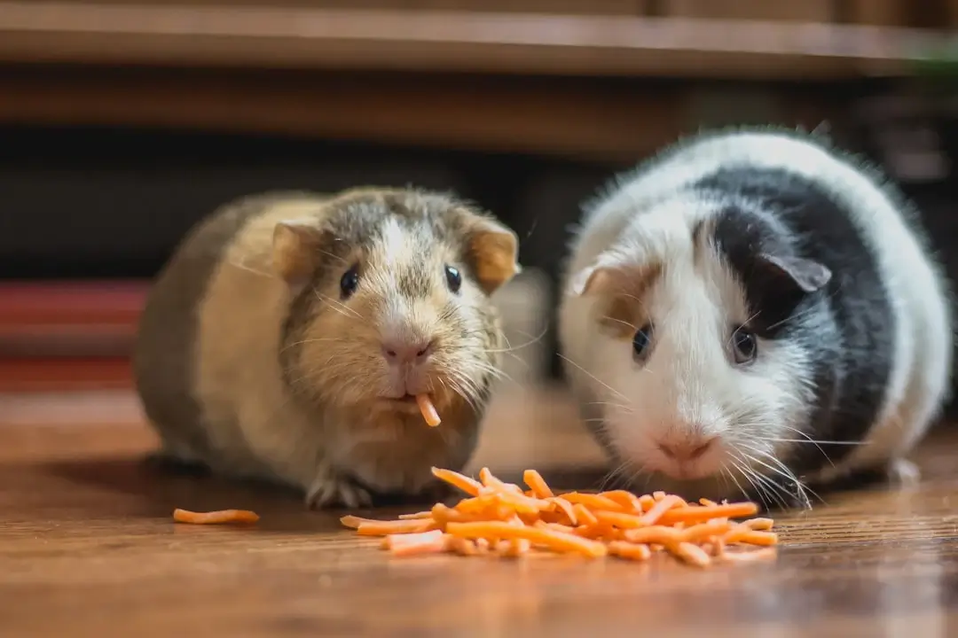 The Benefits of Toltrazuril for Pets: A Complete Guide to Managing Coccidiosis and EPM