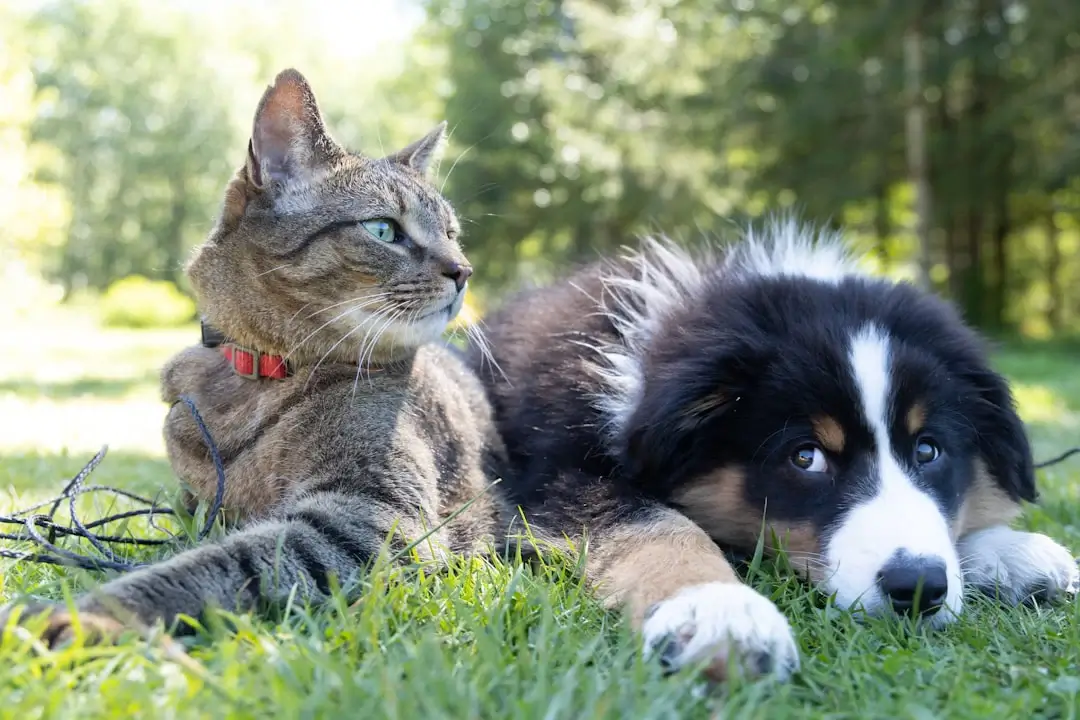 Toltrazuril: What Every Pet Owner Should Know