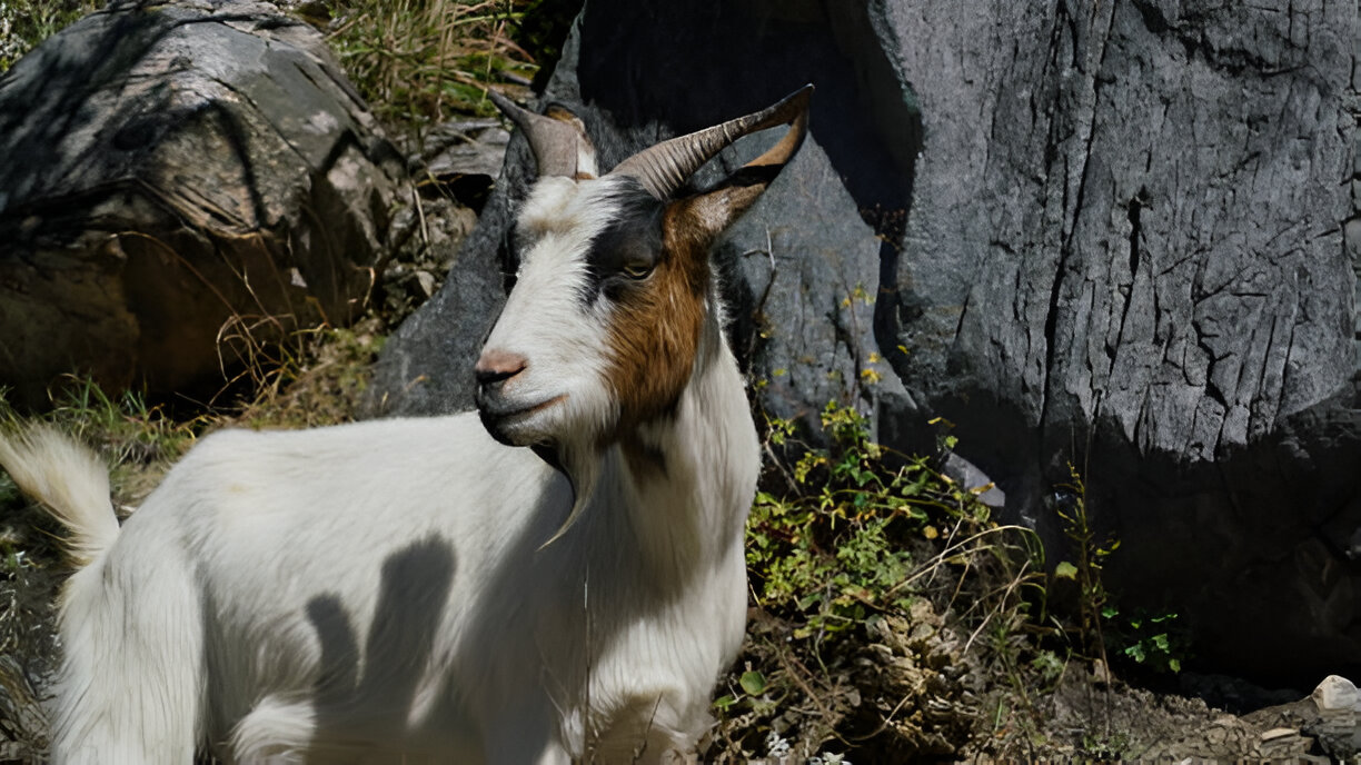 Effective Toltrazuril Goat Dose For Coccidia Treatment | Complete Guide