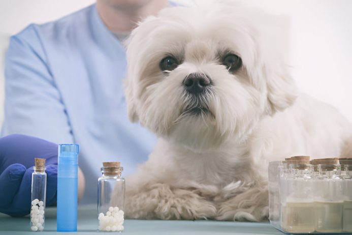 Toltrazuril For Dogs- Effective Coccidiosis Treatment And Dosage Guide