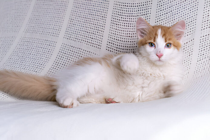 pyrantel pamoate for cats: dosage, uses, and safety guide pyrantel pamoate for cats