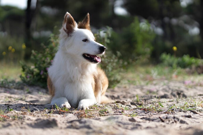 pyrantel pamoate for dogs – uses, dosage & side effects pyrantel pamoate for dogs