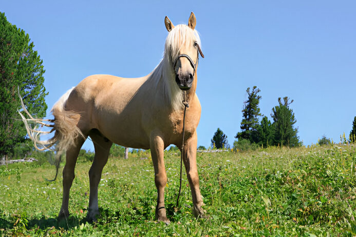pyrantel pamoate for horses: dosage, uses, and faqs pyrantel pamoate for horses