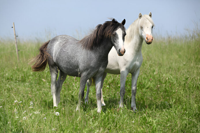side effects of pyrantel pamoate in horses: symptoms & solutions pyrantel pamoate in horses