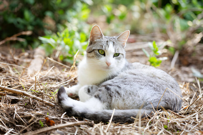 side effects of pyrantel pamoate for cats and how to manage them side effects of pyrantel pamoate for cats