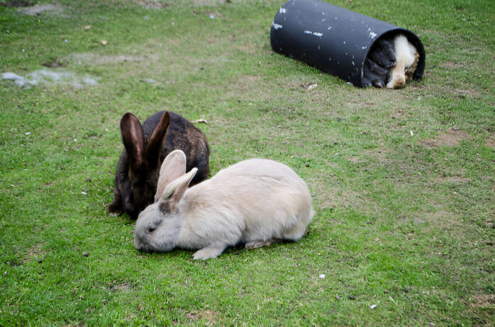 all-gone 5% oral suspension for rabbits all-gone 5% oral suspension for rabbits
