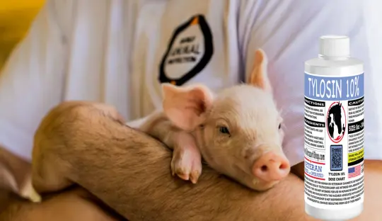 tylosin liquid solution for pigs: a trusted antimicrobial treatment healthy pigs treated with tylosin liquid solution for pigs
