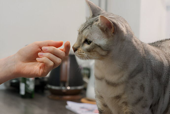 fenbendazole for cats tapeworm- benefits, side effects, and best practices fenbendazole for cats tapeworm