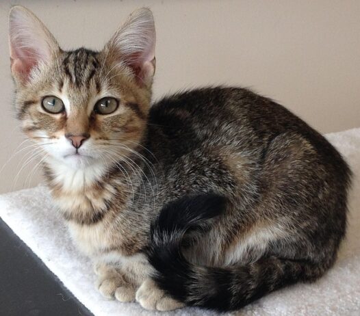 fenbendazole for cats