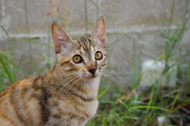 fenbendazole and metronidazole for cats