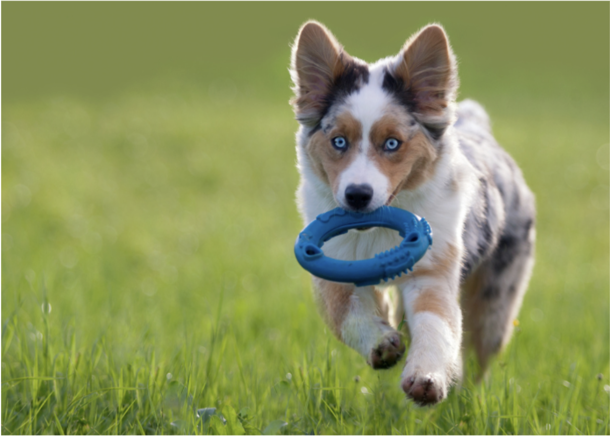 Best Ethical Puppy Breeders