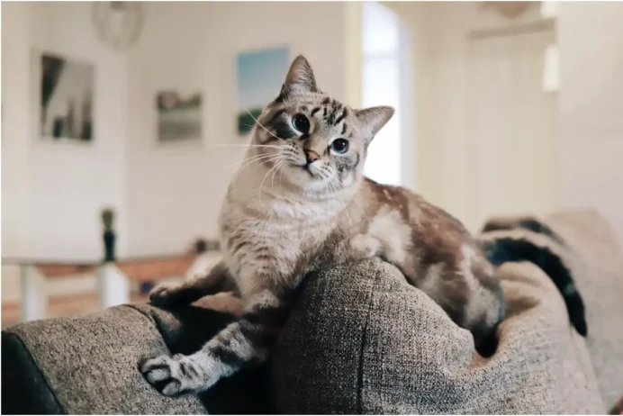 healthy and happy cat