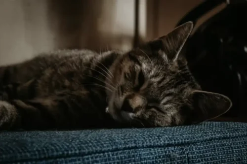 ideas for stylish pet spaces in modern homes healthy cat better sleeping bed