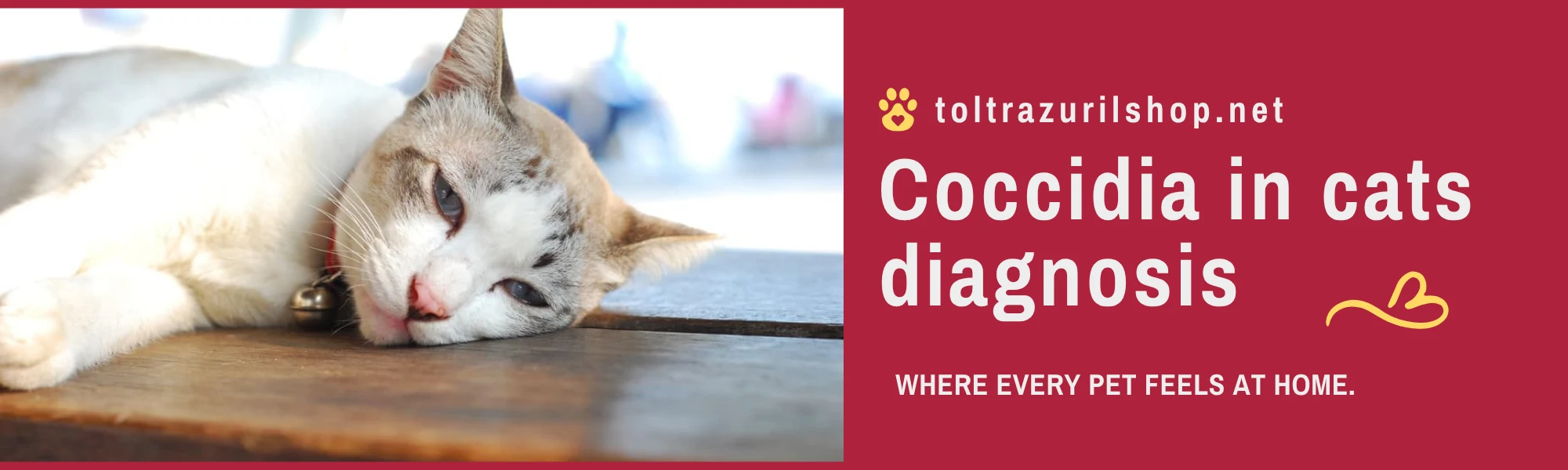 Coccidia in Cats: A Comprehensive Guide to Symptoms, Treatment, and Prevention